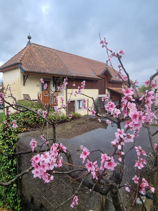 C'est le printemps !