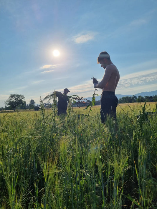 Les arracheurs de Rumex de la Mermière