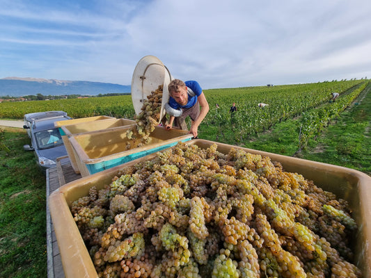 Fin des vendanges 2022
